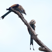 Kraska flagosterna - Coracias spatulatus - Racket-tailed Roller