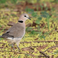 Synogarlica popielata - Streptopelia capicola - Ring-necked Dove