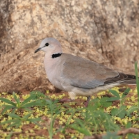 Synogarlica popielata - Streptopelia capicola - Ring-necked Dove