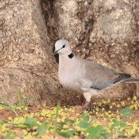 Synogarlica popielata - Streptopelia capicola - Ring-necked Dove