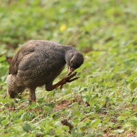 Szponiastonóg krasnodzioby - Pternistis adspersus - Red-billed Francolin