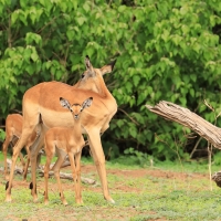 Impala zwyczajna