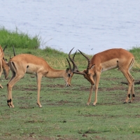 Impala zwyczajna