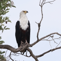 Bielik afrykański - Haliaeetus vocifer - African Fish Eagle