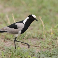 Czajka srokata - Vanellus armatus - Blacksmith Lapwing