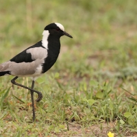 Czajka srokata - Vanellus armatus - Blacksmith Lapwing