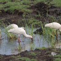 Warzęcha czerwonolica - Platalea alba - African Spoonbill