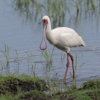 Warzęcha czerwonolica - Platalea alba - African Spoonbill
