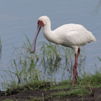 Warzęcha czerwonolica - Platalea alba - African Spoonbill