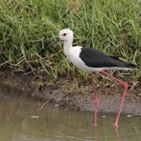 Szczudłak zwyczajny - Himantopus himantopus - Black-winged Stilt