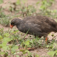 Szponiastonóg krasnodzioby - Pternistis adspersus - Red-billed Francolin