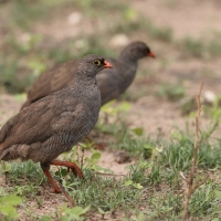 Szponiastonóg krasnodzioby - Pternistis adspersus - Red-billed Francolin