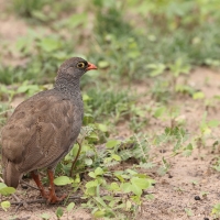 Szponiastonóg krasnodzioby - Pternistis adspersus - Red-billed Francolin