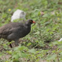 Szponiastonóg krasnodzioby - Pternistis adspersus - Red-billed Francolin