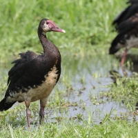 Gęsiec - Plectropterus gambensis - Spur-winged Goose