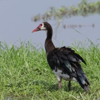 Gęsiec - Plectropterus gambensis - Spur-winged Goose