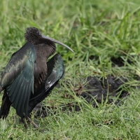 Ibis kasztanowaty - Plegadis falcinellus - Glossy Ibis
