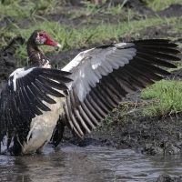 Gęsiec - Plectropterus gambensis - Spur-winged Goose