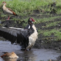 Gęsiec - Plectropterus gambensis - Spur-winged Goose