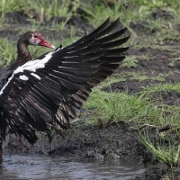Gęsiec - Plectropterus gambensis - Spur-winged Goose