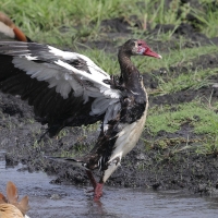 Gęsiec - Plectropterus gambensis - Spur-winged Goose