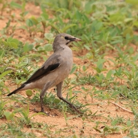 Szpak ozdobny - Creatophora cinerea - Wattled Starling