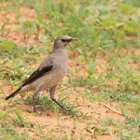 Szpak ozdobny - Creatophora cinerea - Wattled Starling