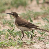 Pliszka obrożna - Motacilla capensis - Cape Wagtail
