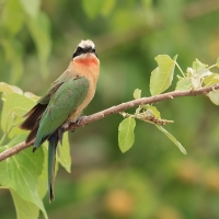 Żołna białoczelna - Merops bullockoides - White-fronted Bee-eater
