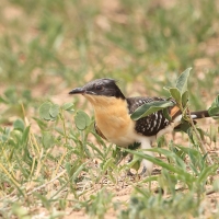 Kukułka czubata - Clamator glandarius - Great Spotted Cuckoo