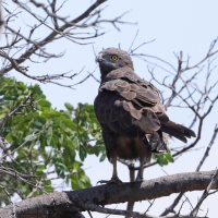 Gadożer brunatny - Circaetus cinereus - Brown Snake Eagle