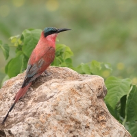 Żołna karminowa - Merops nubicoides - Southern Carmine Bee-eater