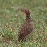 Szponiastonóg brunatny - Pternistis swainsonii - Swainson's Francolin