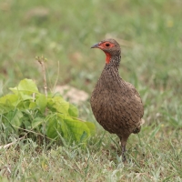 Szponiastonóg brunatny - Pternistis swainsonii - Swainson's Francolin