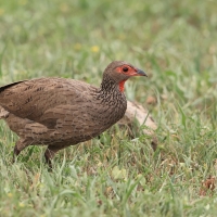 Szponiastonóg brunatny - Pternistis swainsonii - Swainson's Francolin