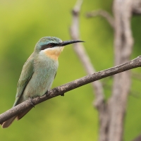 Żołna modrolica - Merops persicus - Blue-cheeked Bee-eater