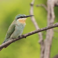 Żołna modrolica - Merops persicus - Blue-cheeked Bee-eater