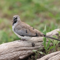 Turkaweczka czarnogardła - Oena capensis - Namaqua Dove