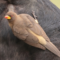 Bąkojad żółtodzioby - Buphagus africanus - Yellow-billed Oxpecker