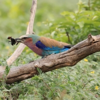 Kraska liliowopierśna - Coracias caudatus - Lilac-breasted Roller