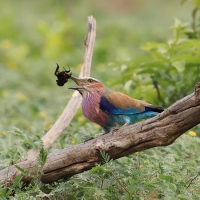 Kraska liliowopierśna - Coracias caudatus - Lilac-breasted Roller