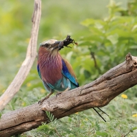 Kraska liliowopierśna - Coracias caudatus - Lilac-breasted Roller