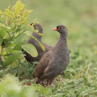 Szponiastonóg krasnodzioby - Pternistis adspersus - Red-billed Francolin