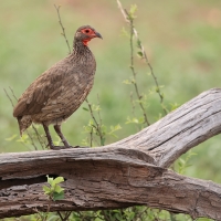 Szponiastonóg brunatny - Pternistis swainsonii - Swainson's Francolin