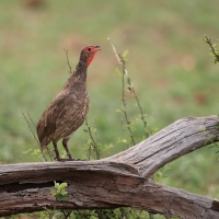 Szponiastonóg brunatny - Pternistis swainsonii - Swainson's Francolin