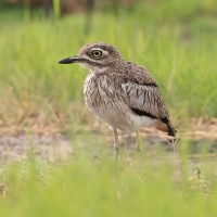 Kulon nadwodny - Burhinus vermiculatus - Water Thick-knee