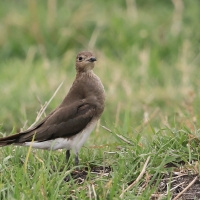 Żwirowiec stepowy - Glareola nordmanni - Black-winged pratincole