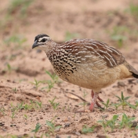 Frankolin czubaty - Dendroperdix sephaena - Crested Francolin