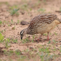 Frankolin czubaty - Dendroperdix sephaena - Crested Francolin