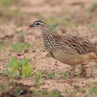 Frankolin czubaty - Dendroperdix sephaena - Crested Francolin